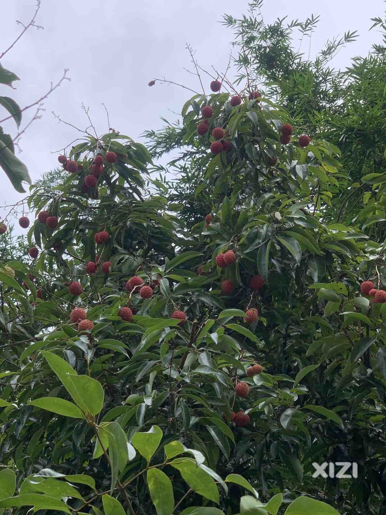 又到了一年一度的荔枝自由