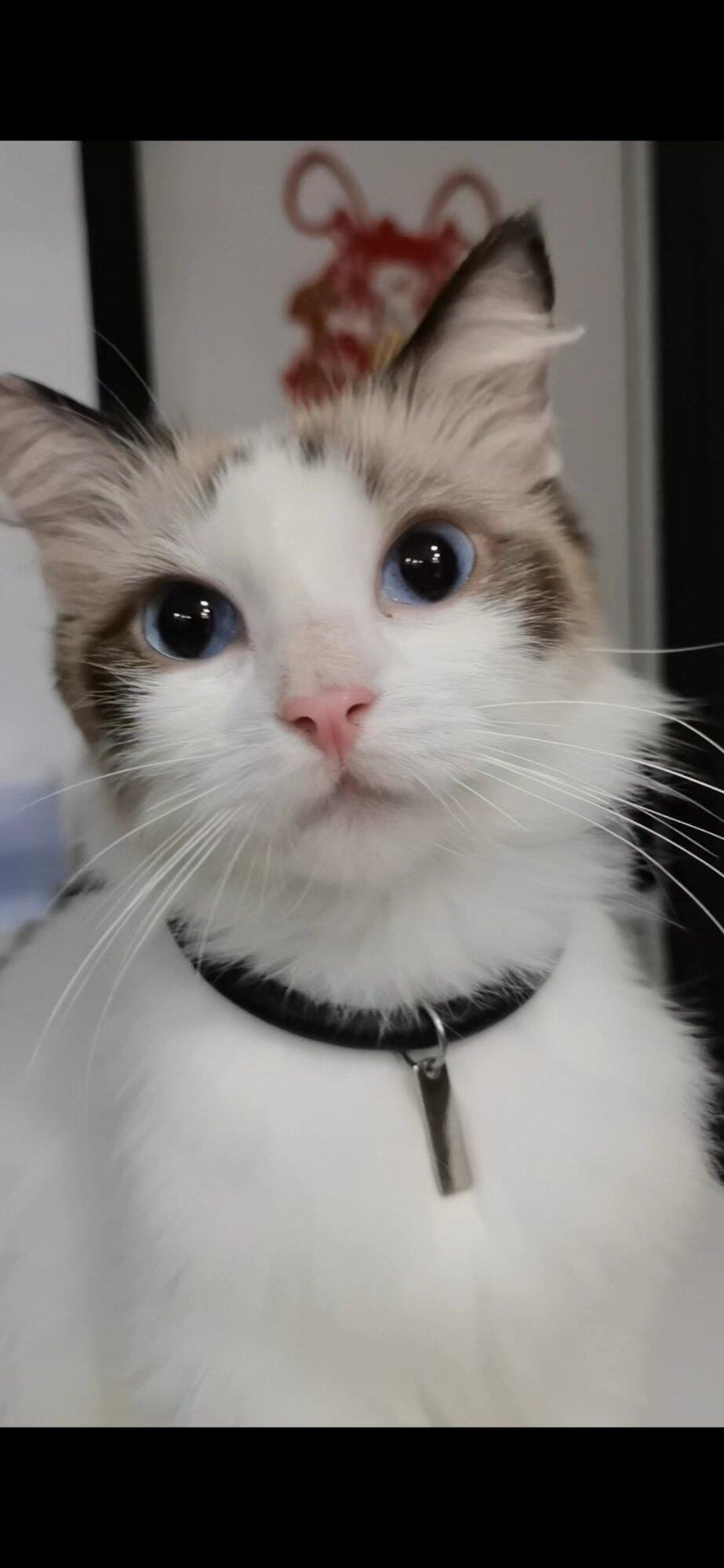 高颜值布偶猫领养