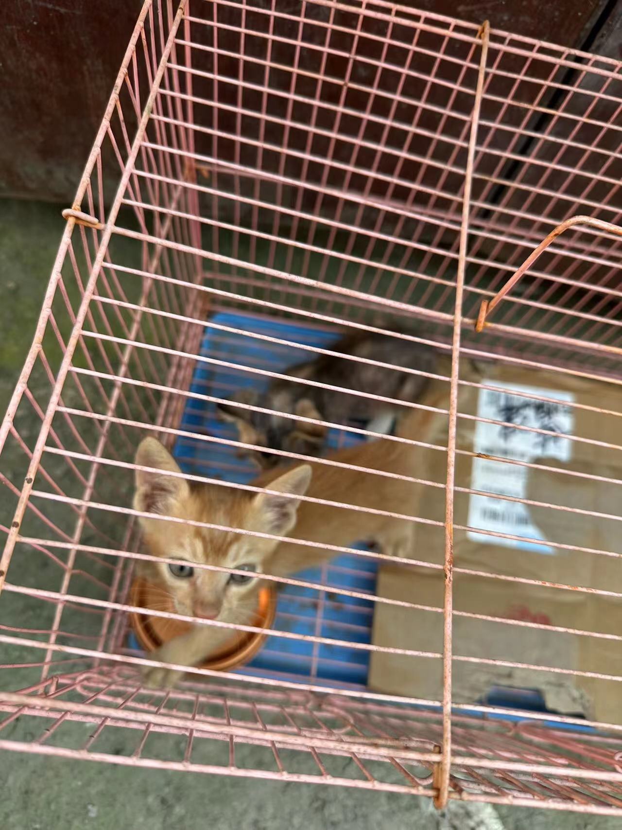 无偿领养猫咪