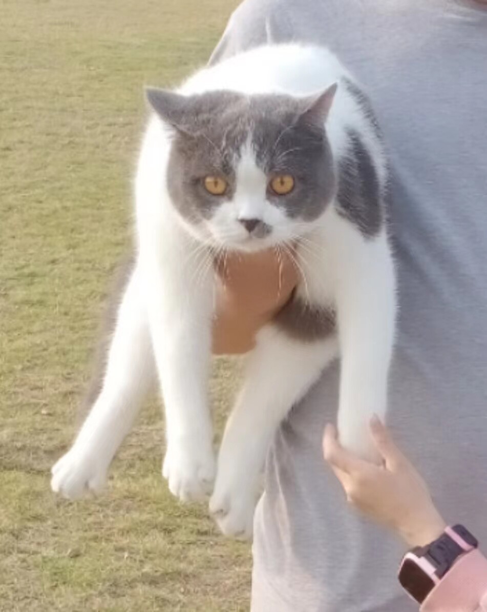 邻居家奶牛猫，无人照看。有偿领养。