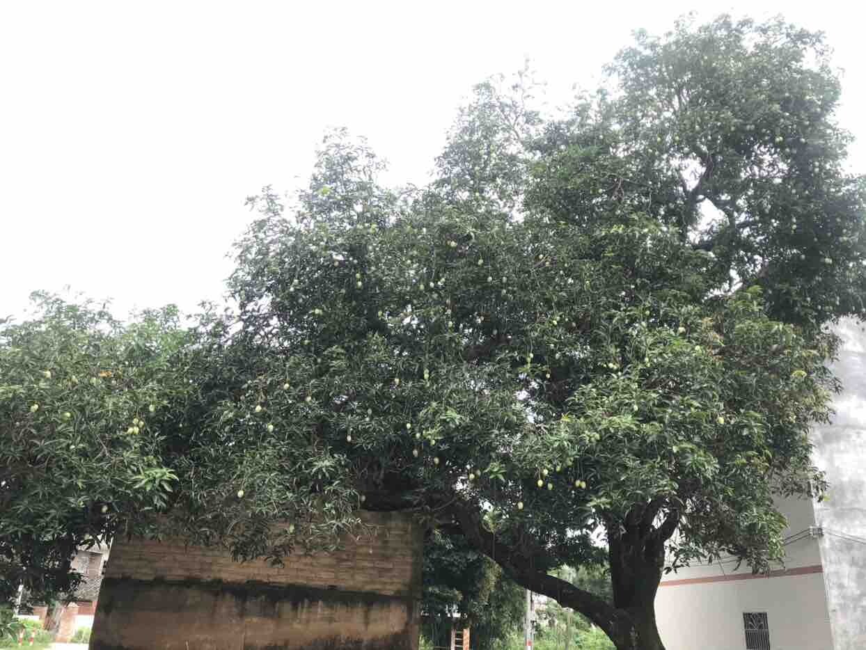 实现芒果自由