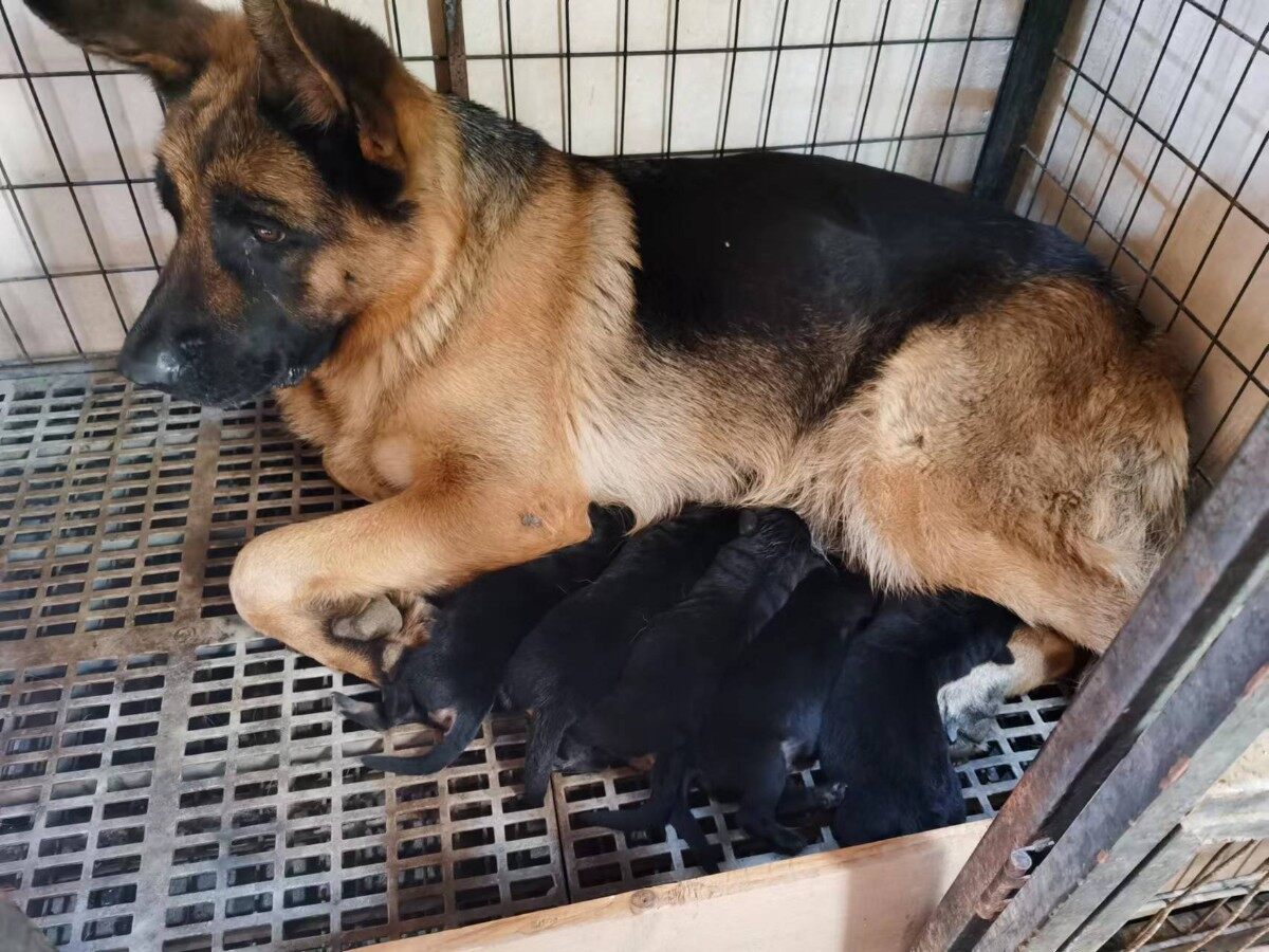 小德牧送养