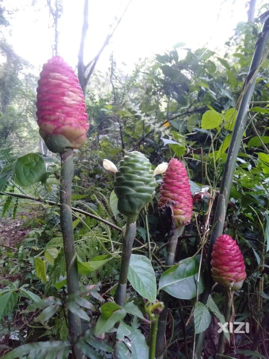 网友在罗浮山发现原生红球姜