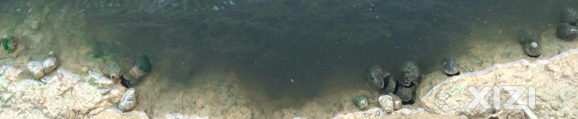 龙津钓鱼场旁水沟的水