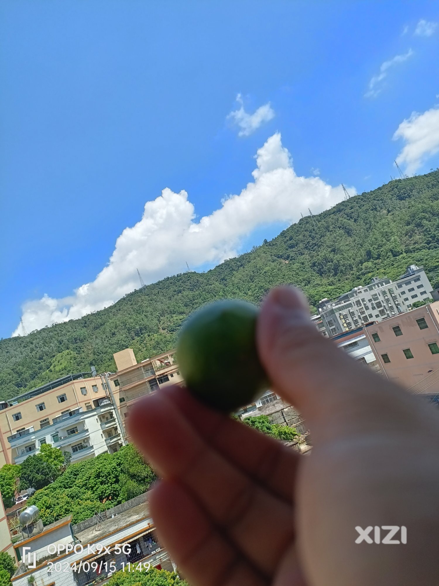 登山越岭去拜山！深山老林中偶遇千年柠檬树