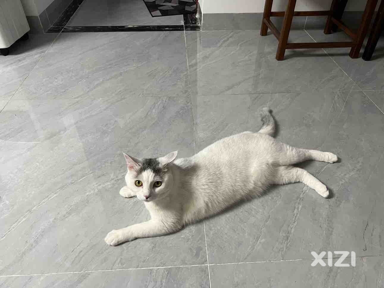有偿领养猫咪一只因个