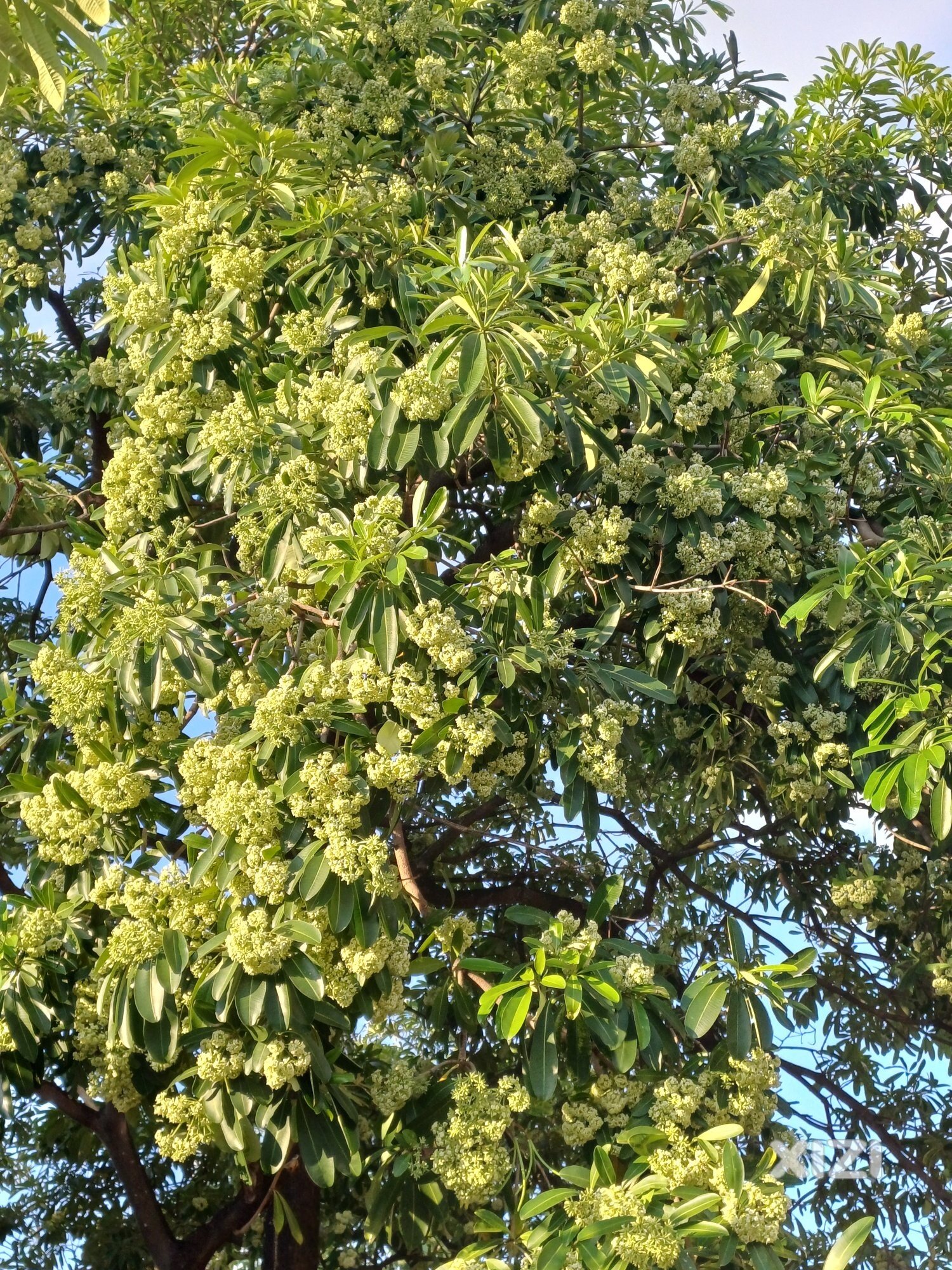 绿化树臭花