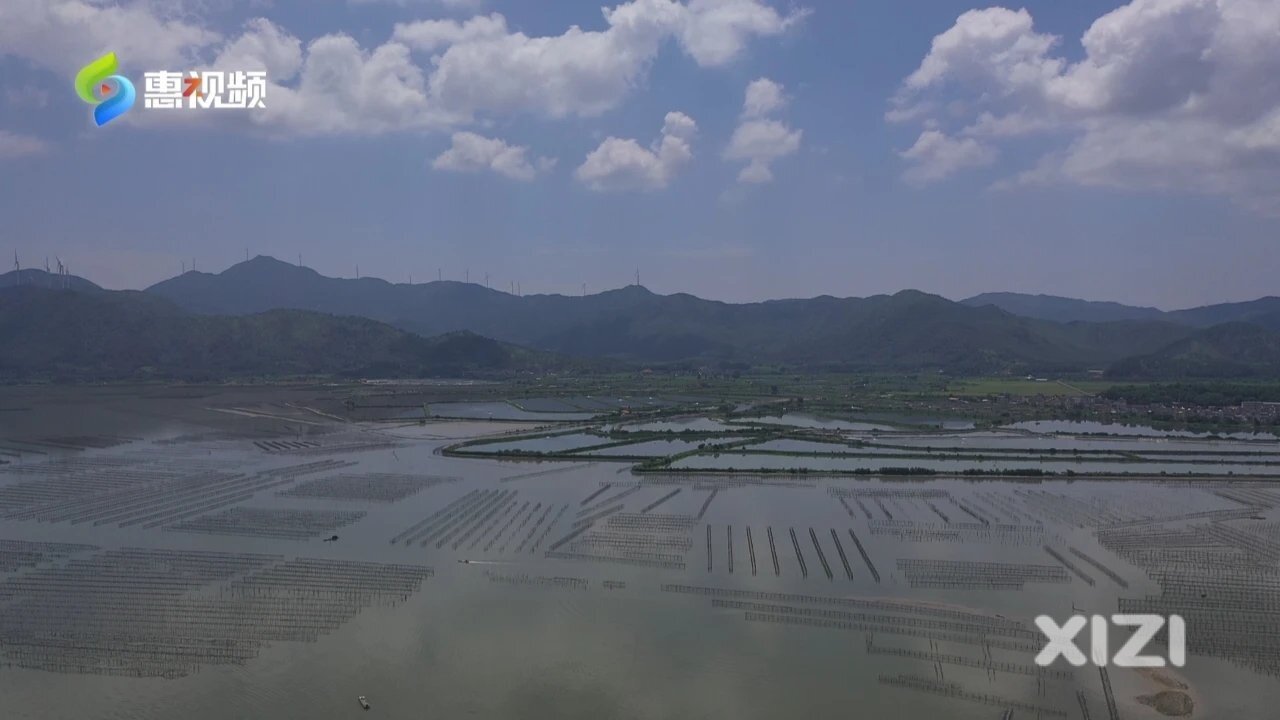 “蚝”肥“蚝”鲜甜的惠东赤岸蚝上市！价格预计与往年基本持平
