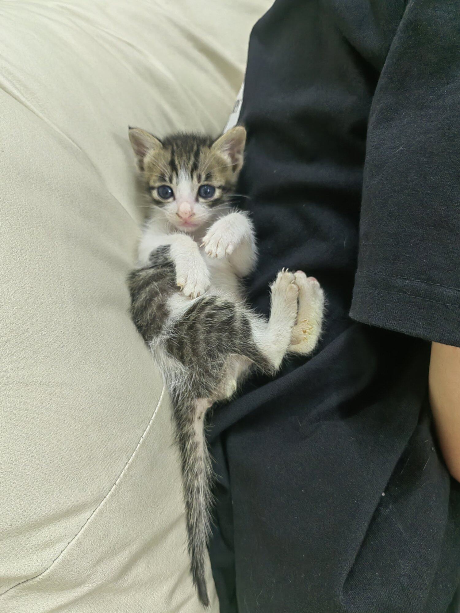 免费领养田园猫