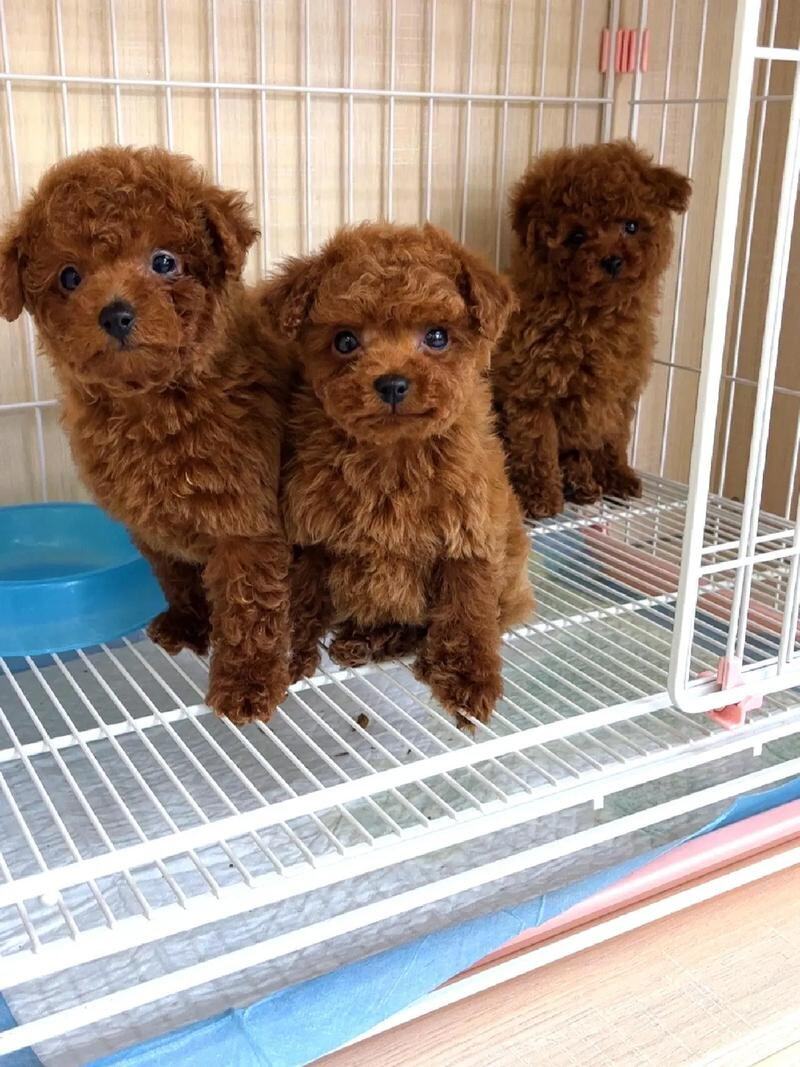 出售纯种泰迪犬