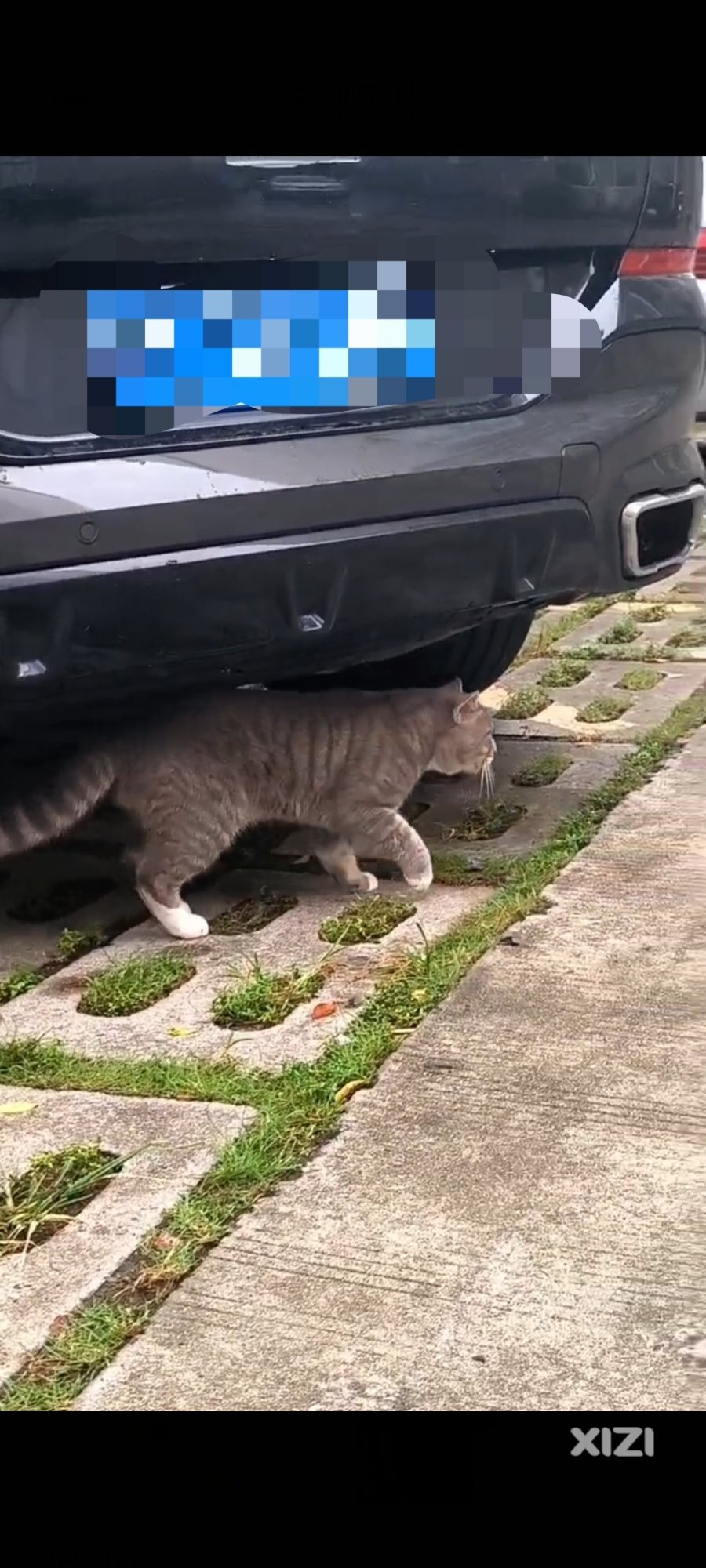 谁家的猫走丢了，水北新村A1栋二单元附近经常出现