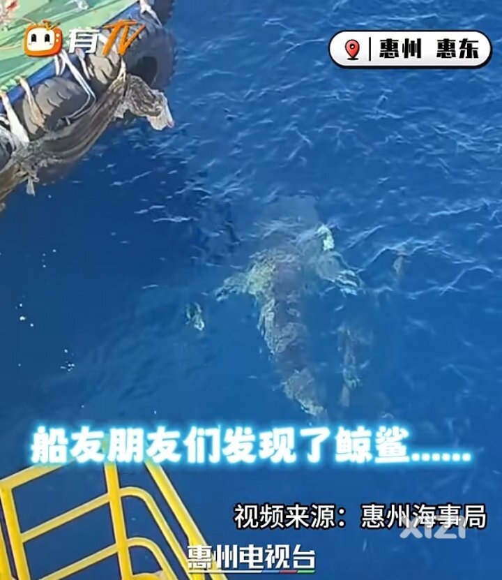 近日，有网友在惠州水域发现鲸鲨