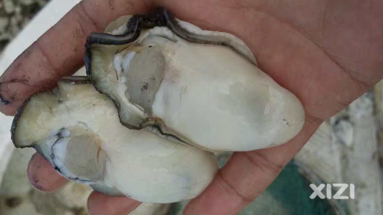 秋风起，生蚝肥