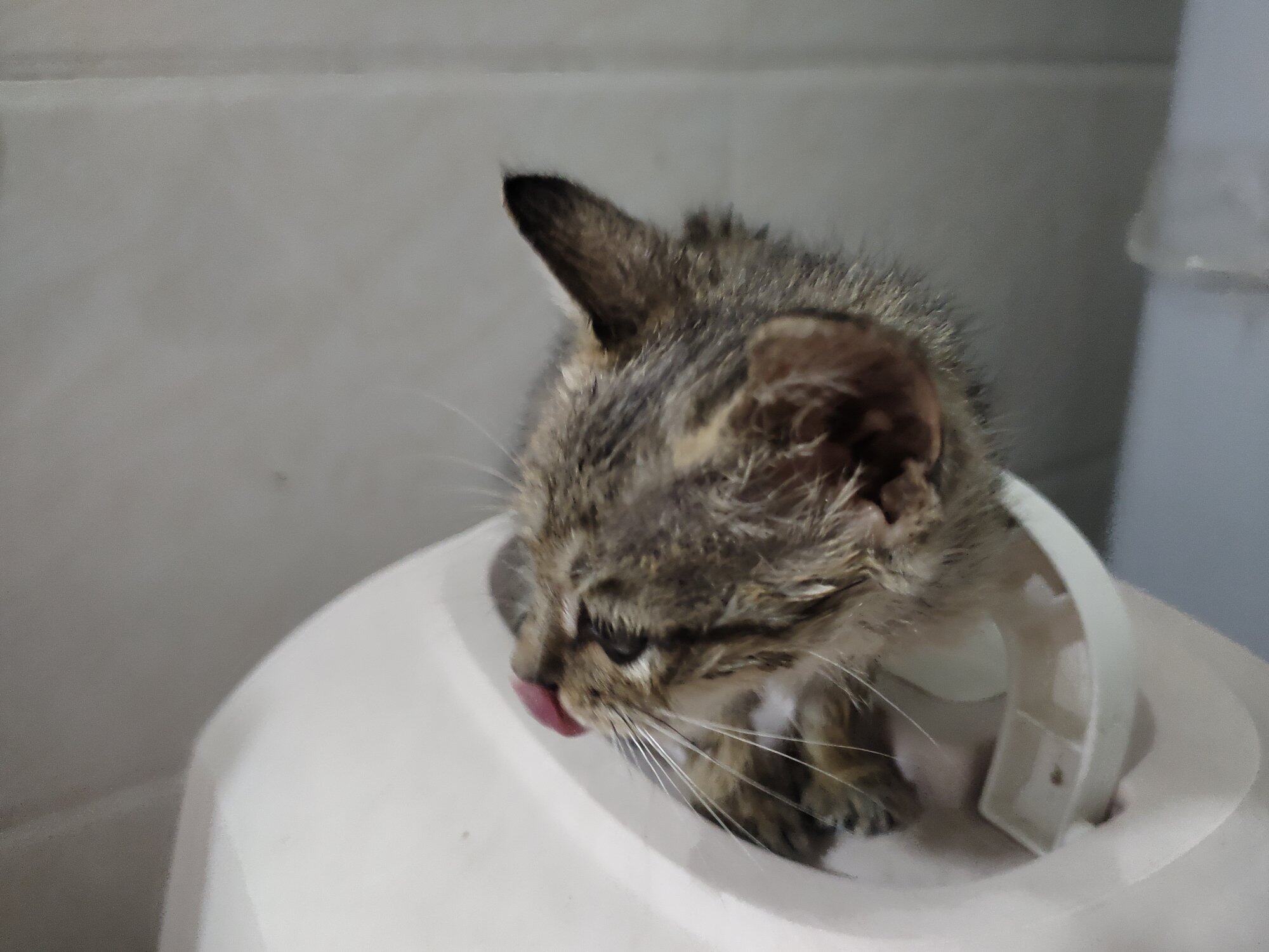 流浪小猫崽找领养