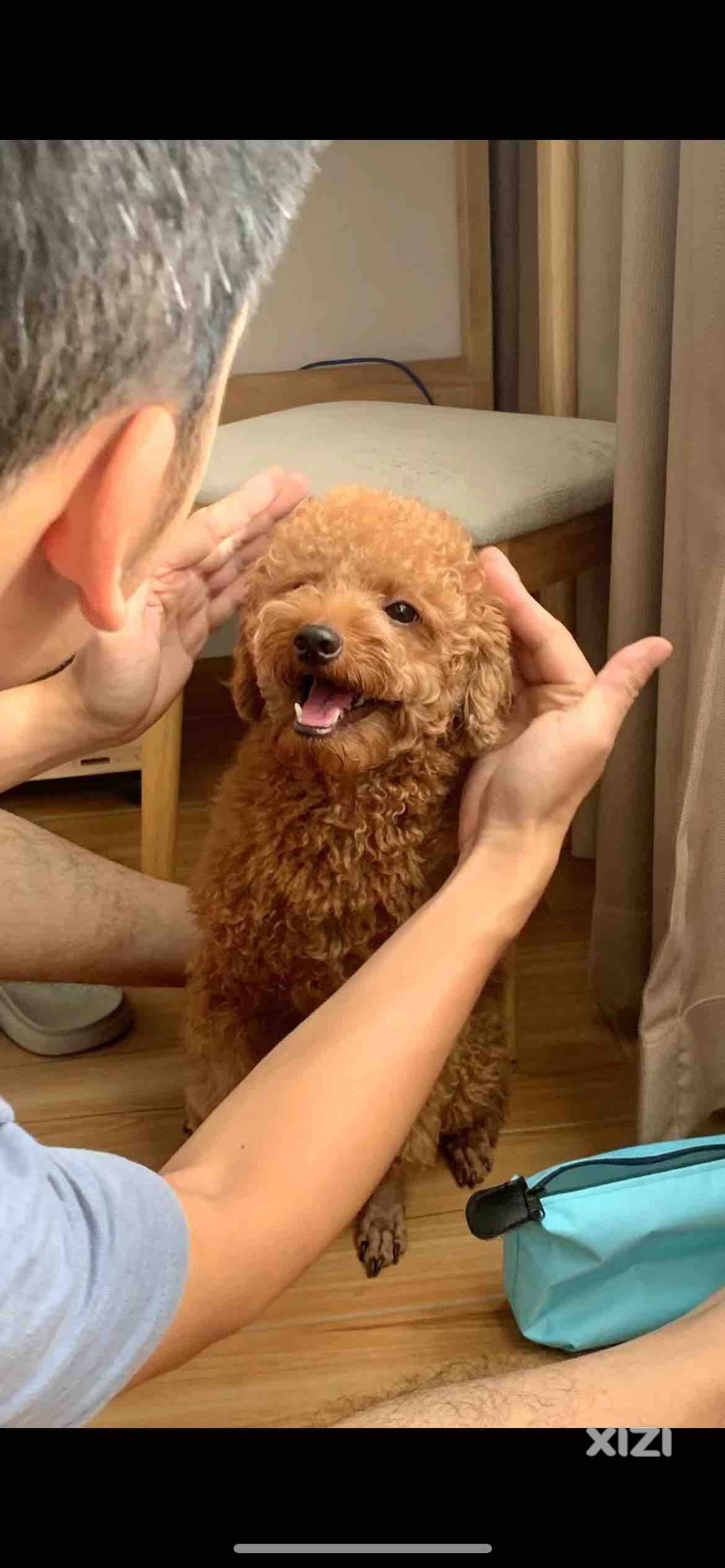 惠城贵宾寻找新主人!
