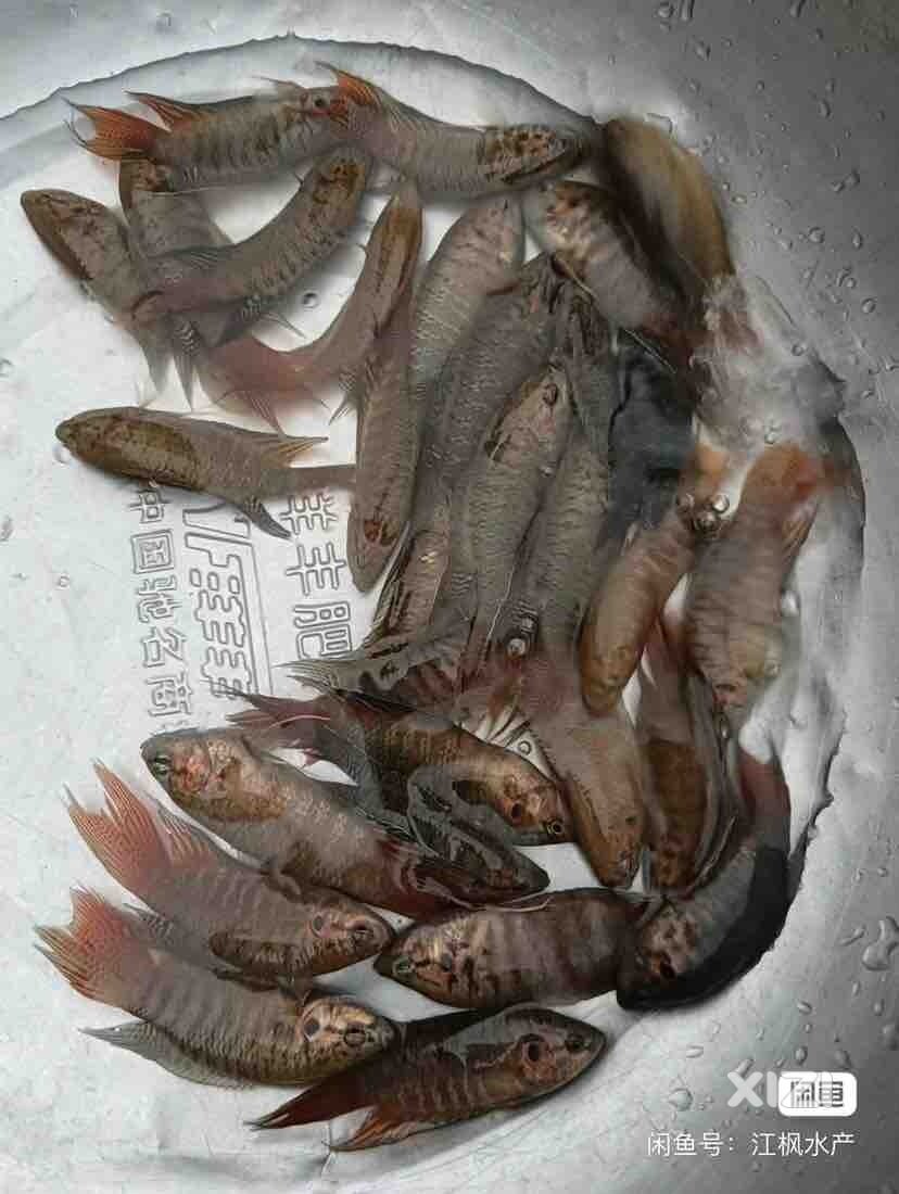 中国斗鱼