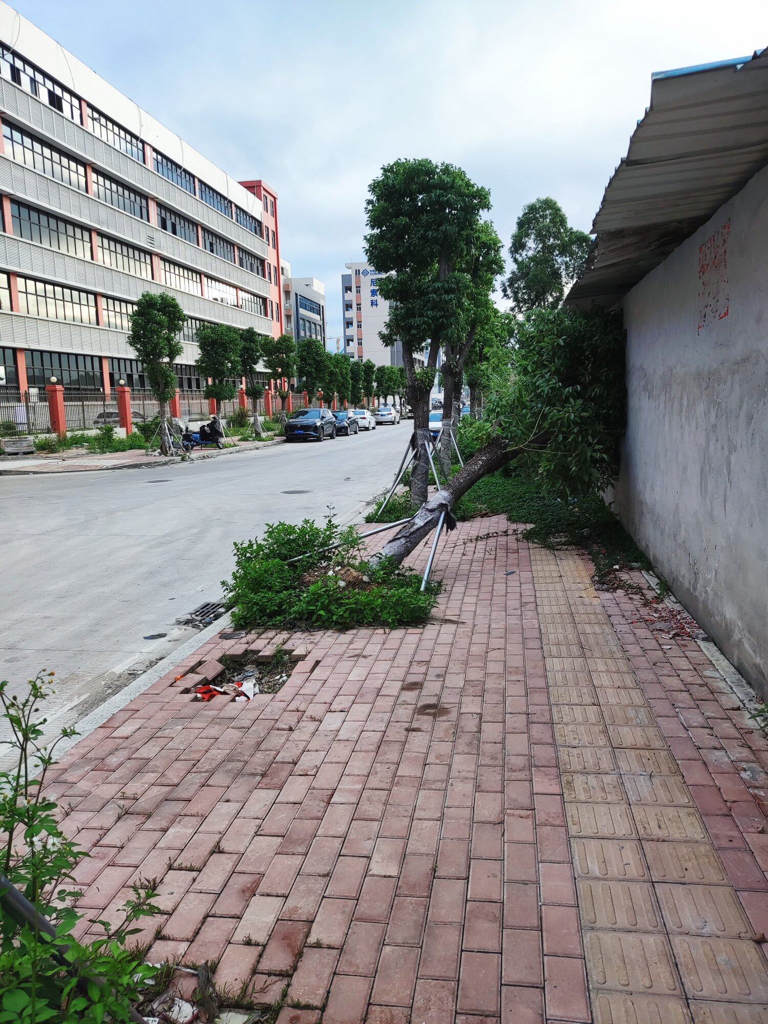 人行道树倒了，杂草丛生，没法走路