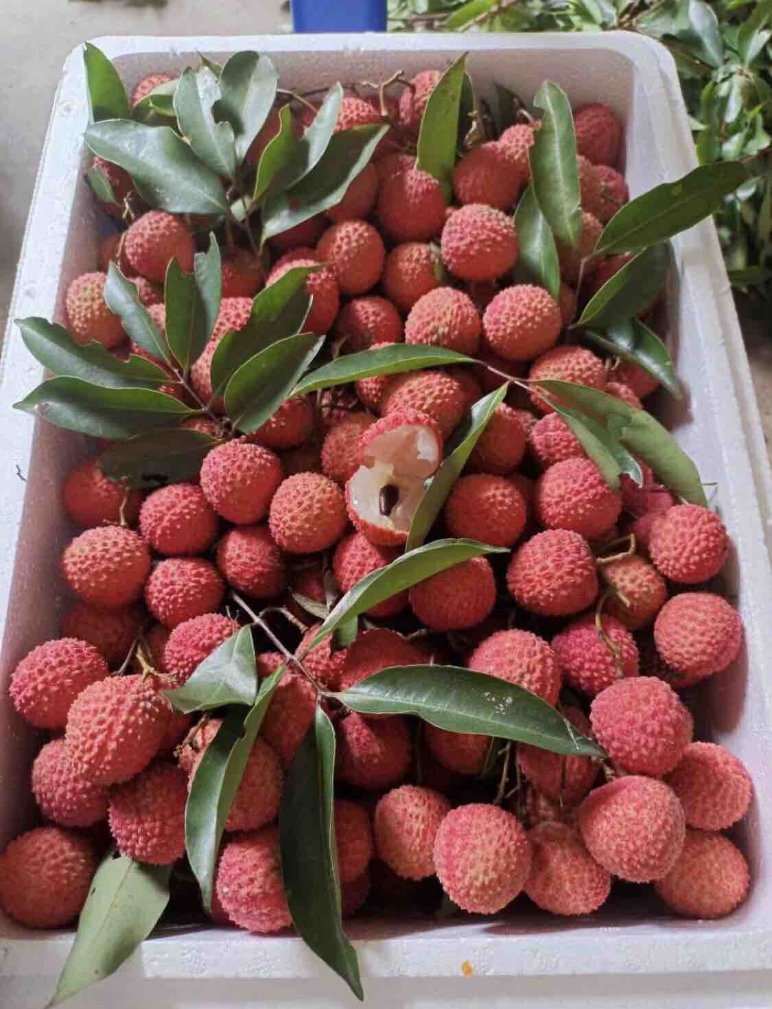 夏至荔枝
