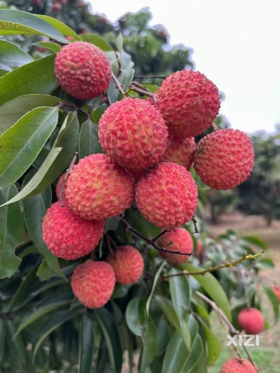 这个端午，荔枝，粽子，你，准备好了吗？