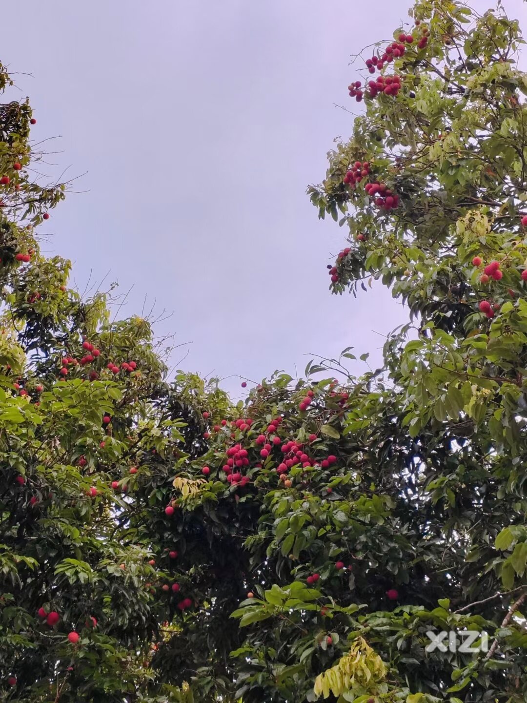 惠州市惠城区芦州荔枝节欢迎你