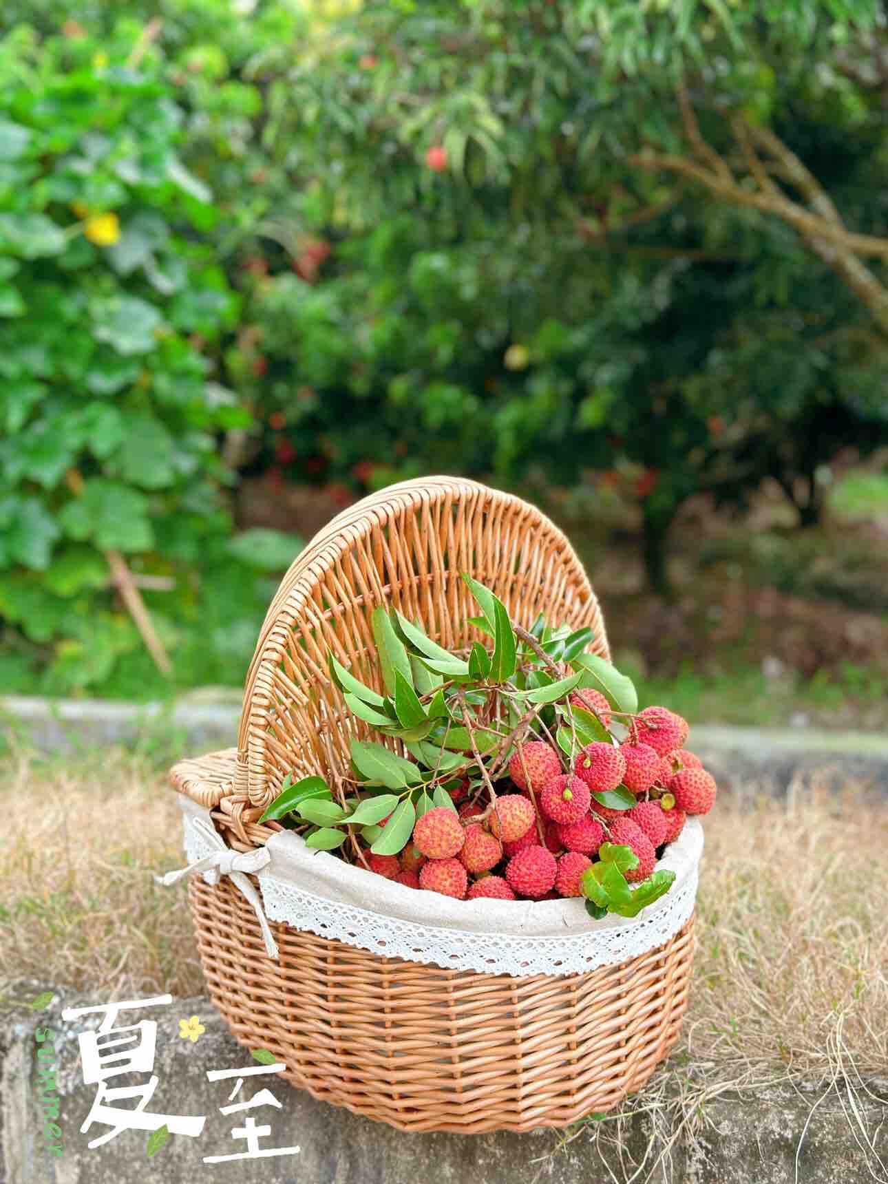 夏至摘荔枝