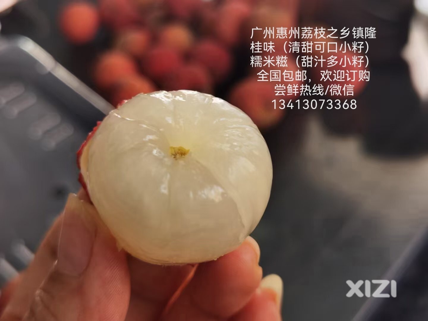 广东省惠州市镇隆荔枝