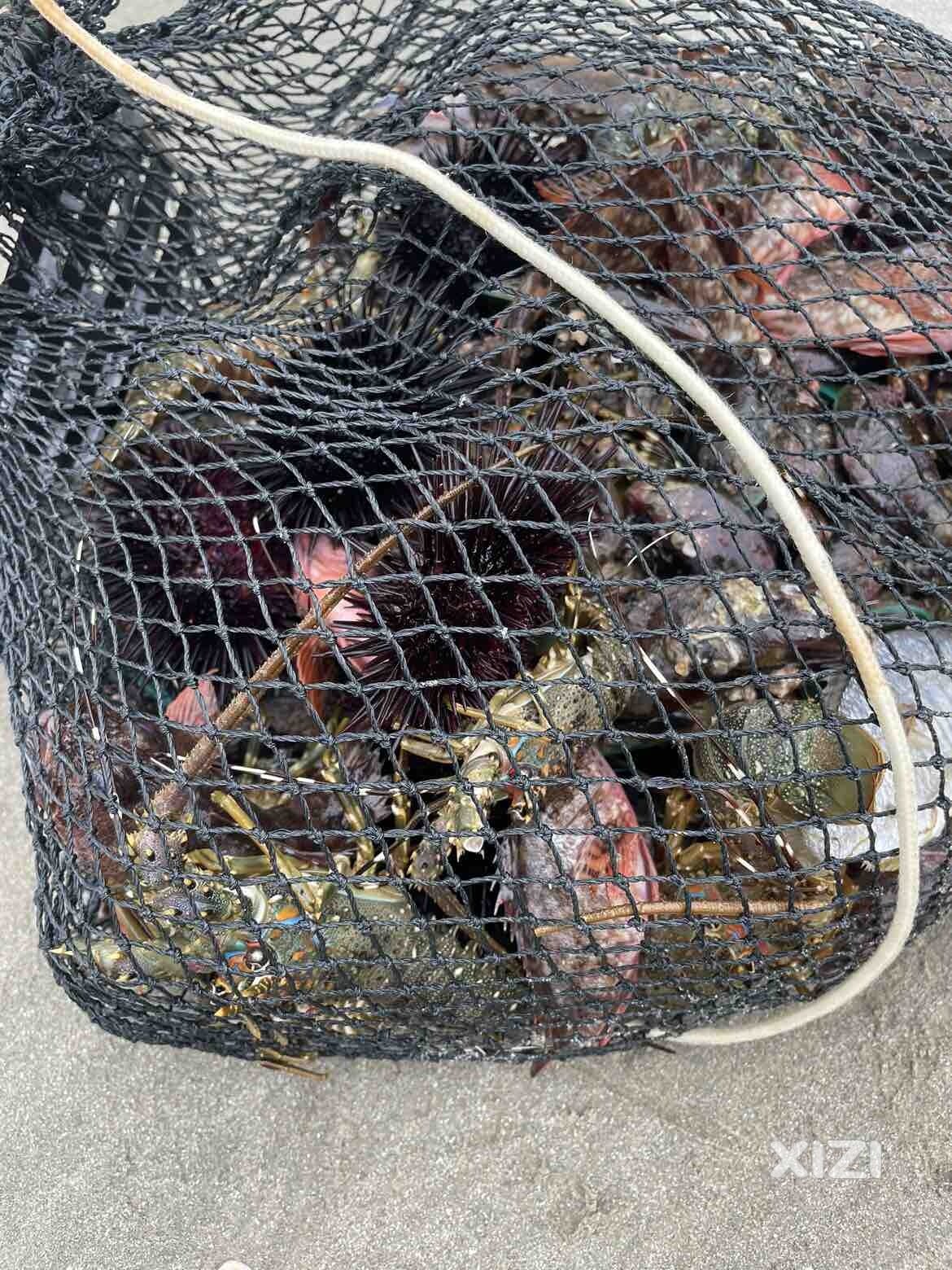 双月湾情人岛生态影响严重