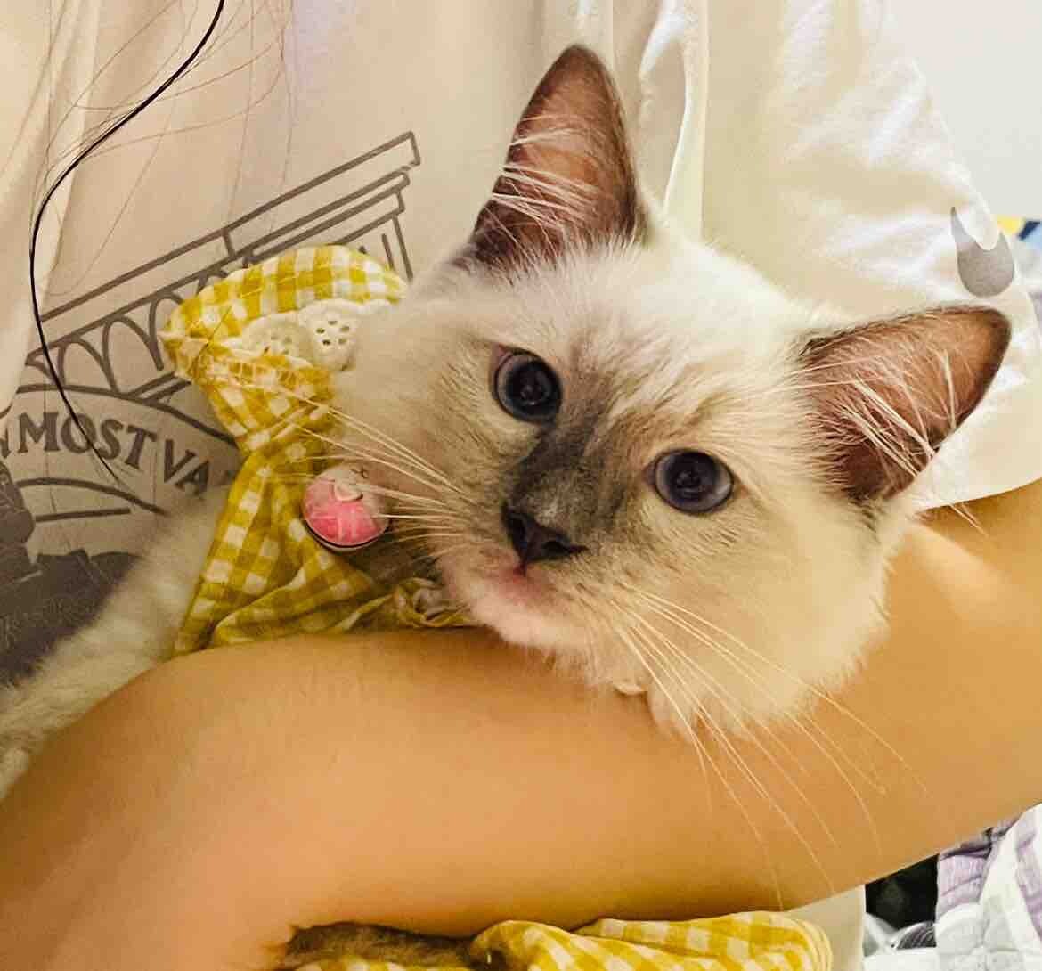 重点布偶便宜出