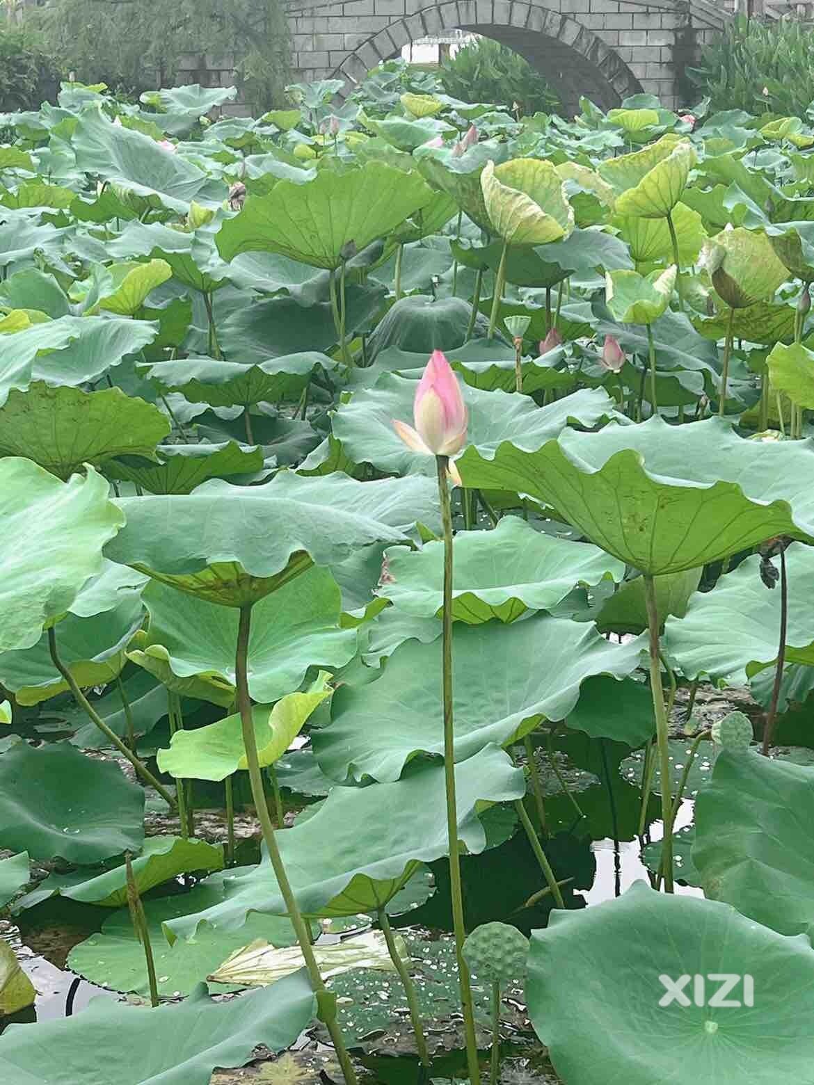 中午跟朋友约好去丰渚