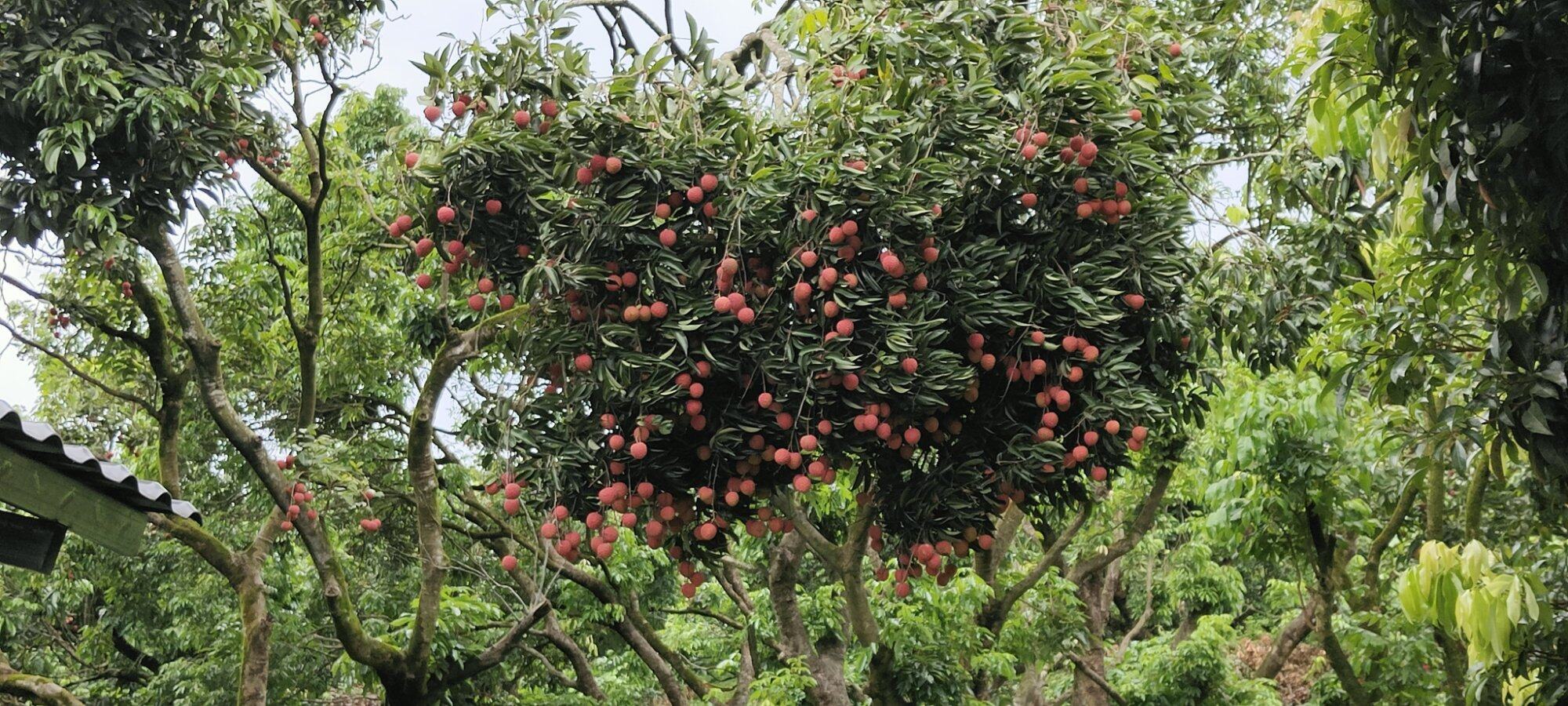 镇隆荔枝，点个赞
