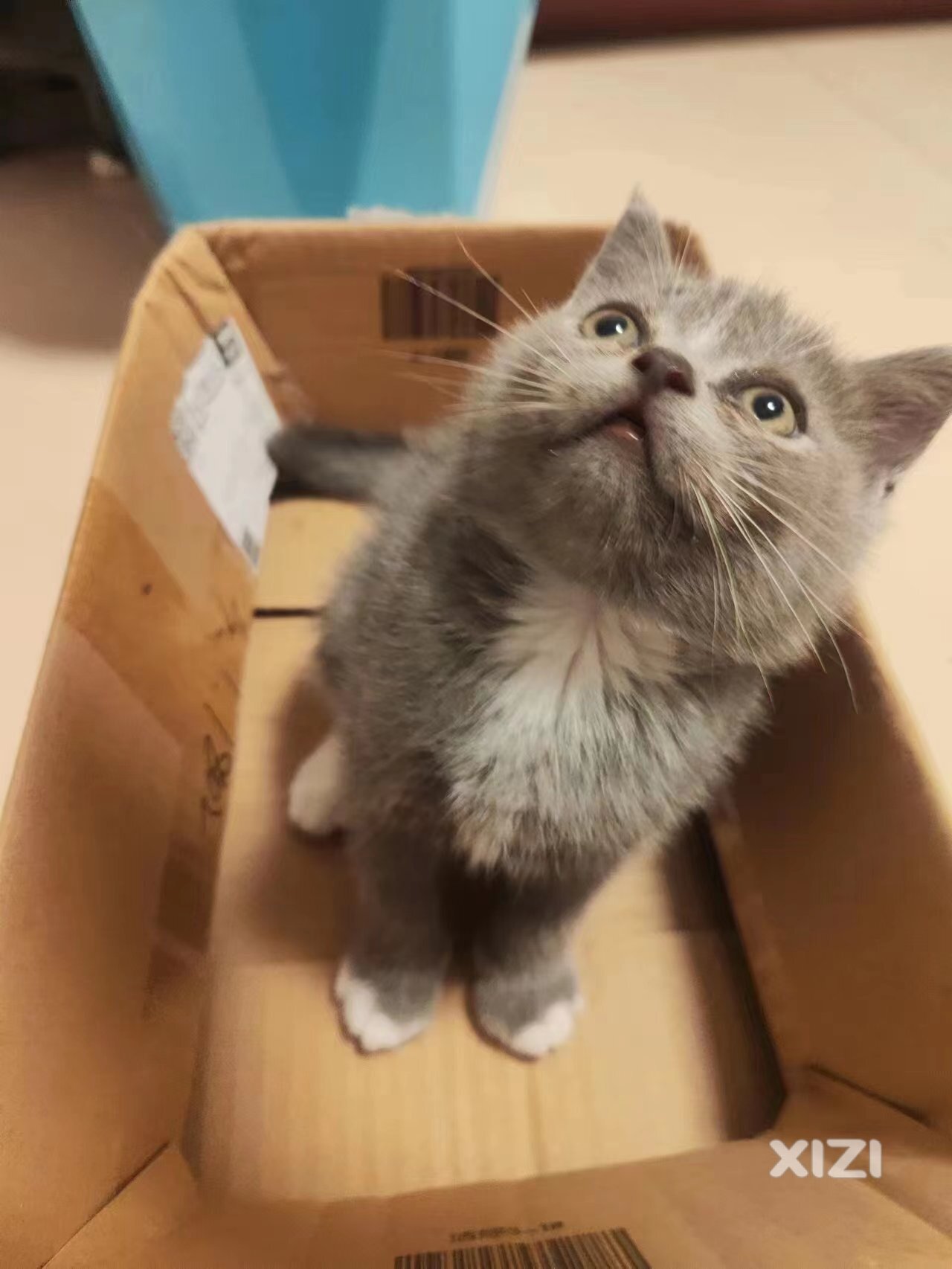 送养几只可爱的小猫咪