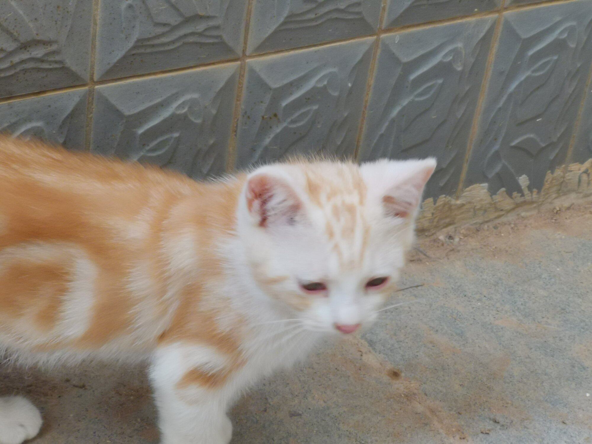 送一只小猫