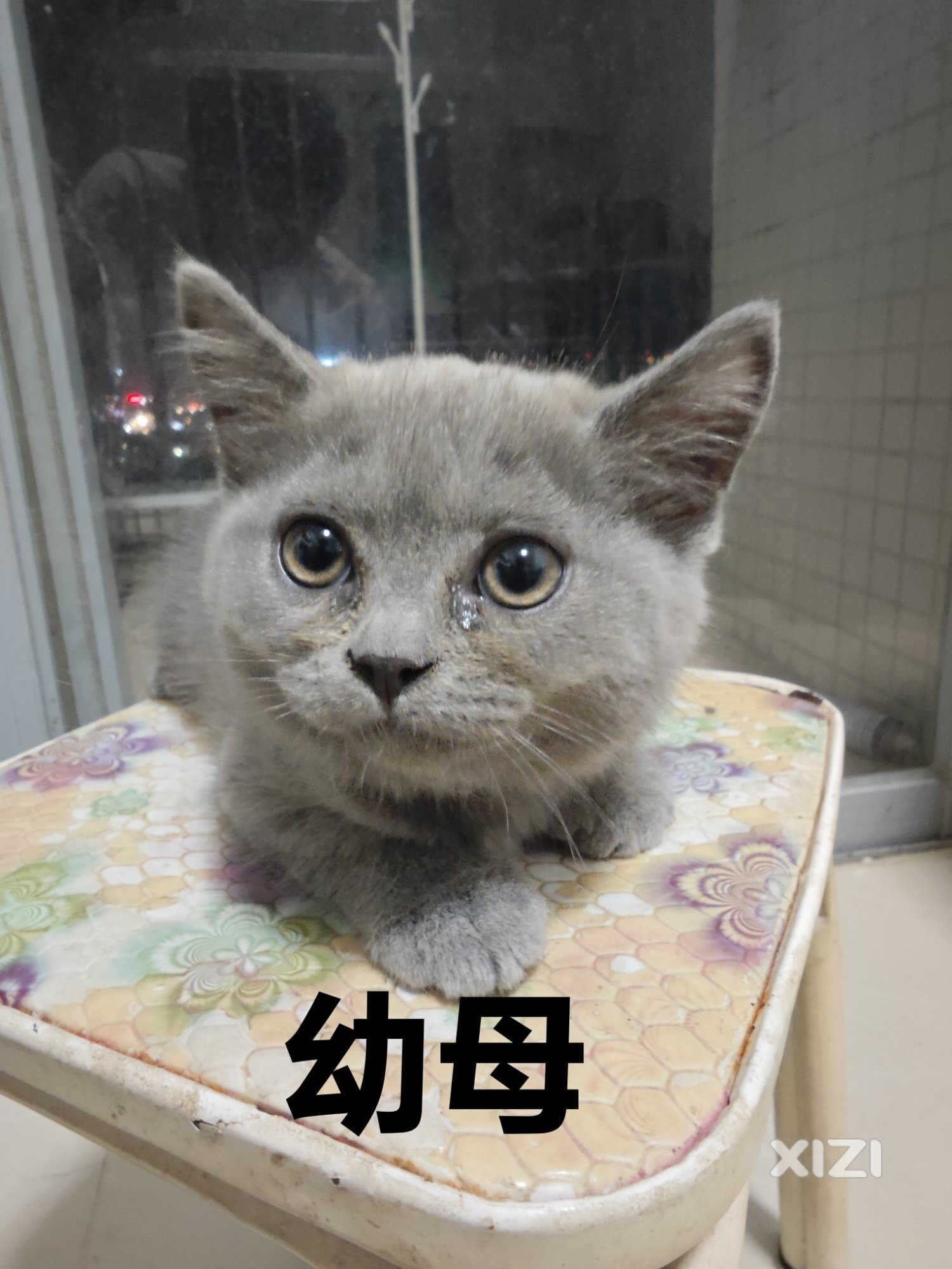 自家蓝猫
