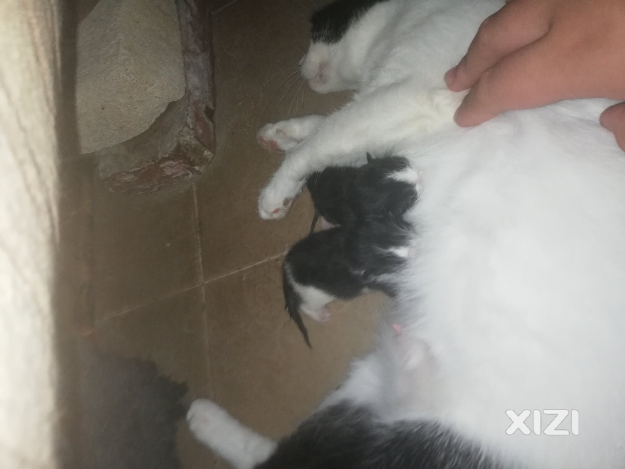 红包领养奶牛猫