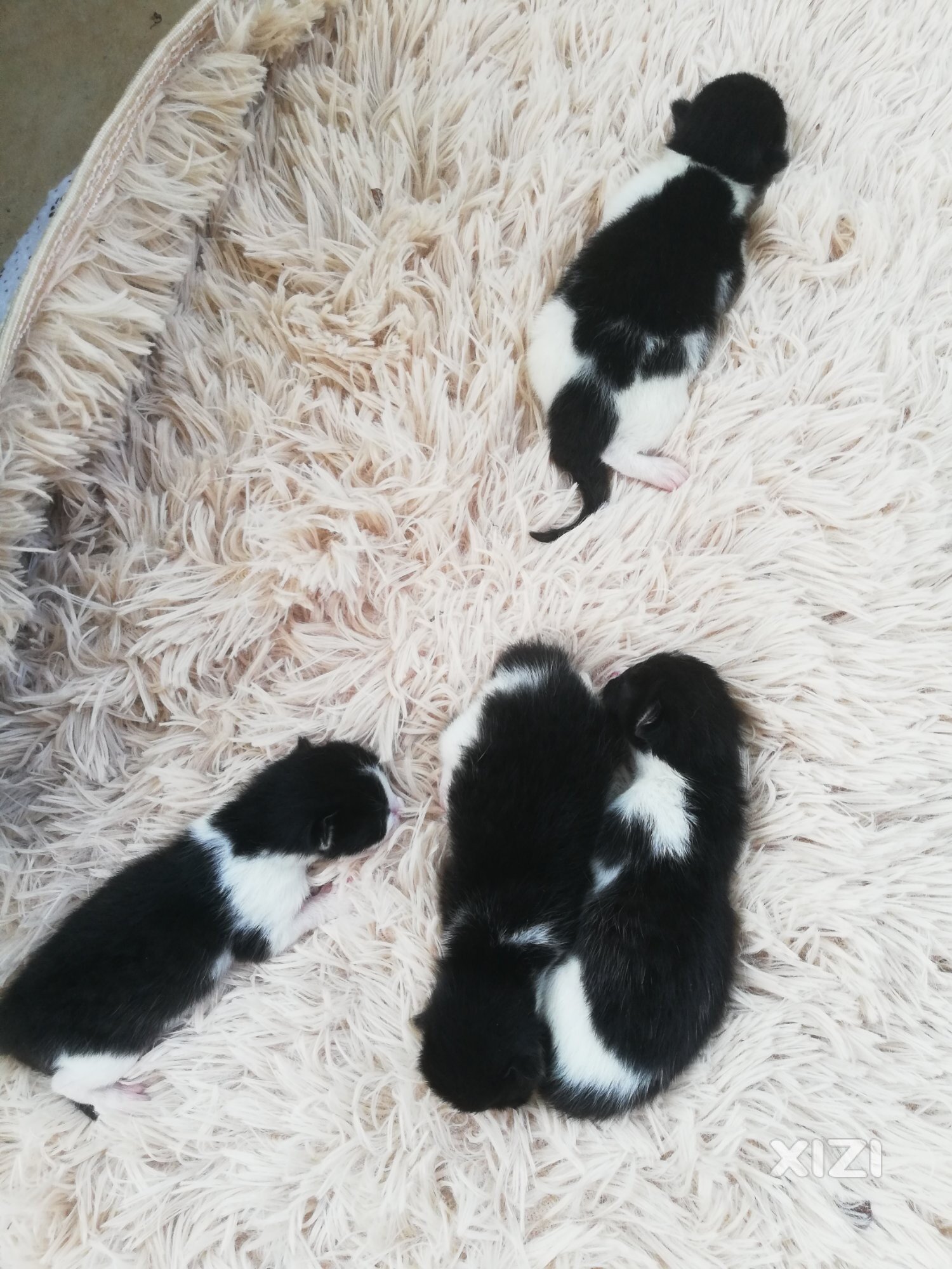 红包领养布偶猫和奶牛猫的小崽