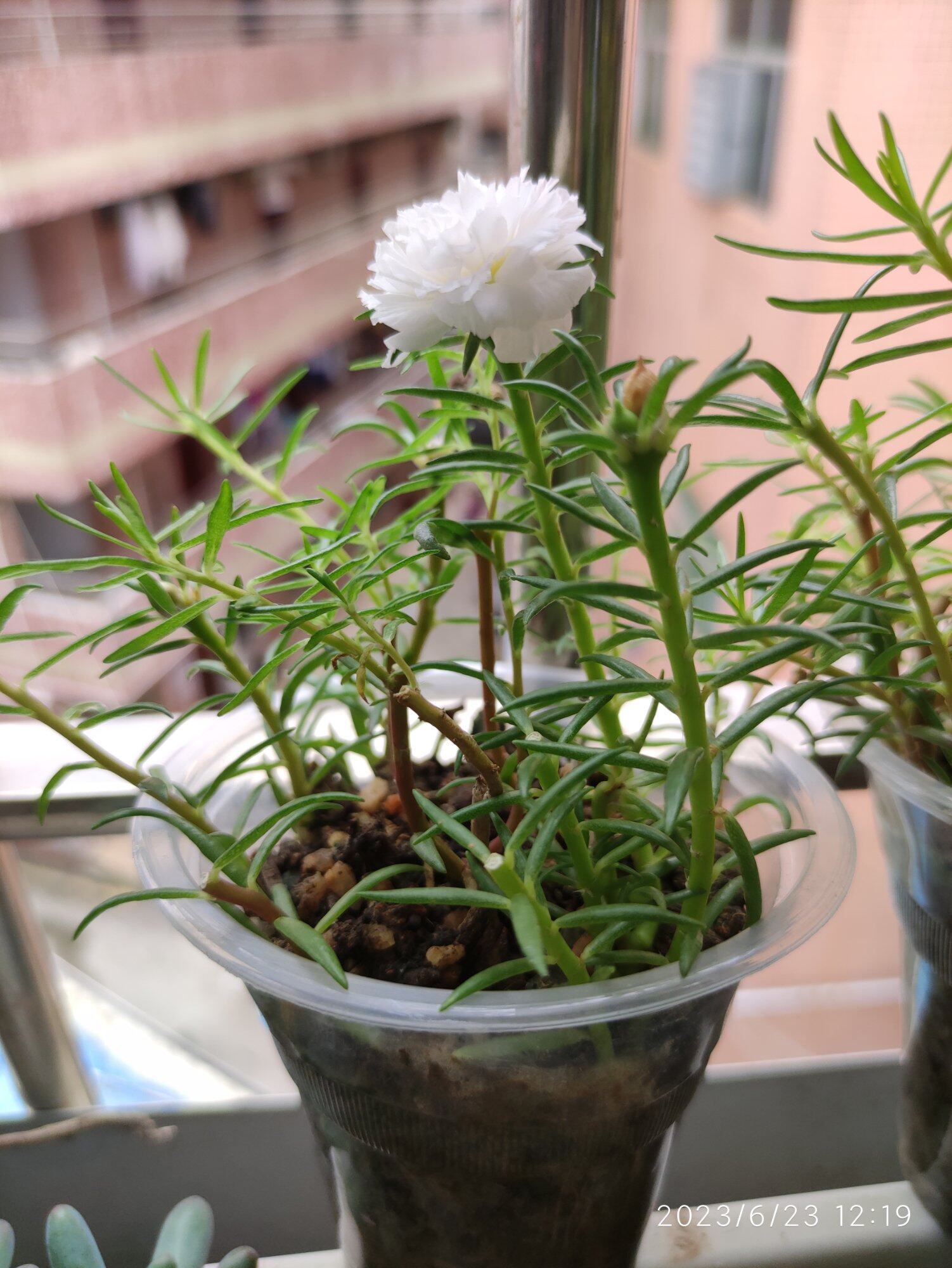 太阳花