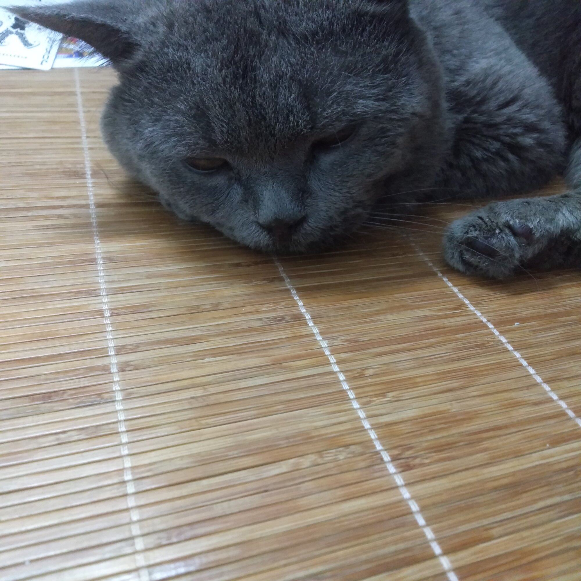 猫猫找新家