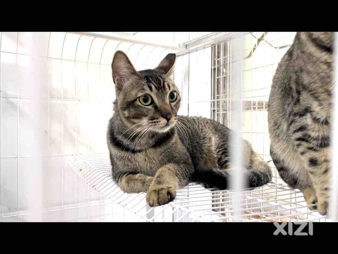 免费领养：狸花公猫 特别亲人