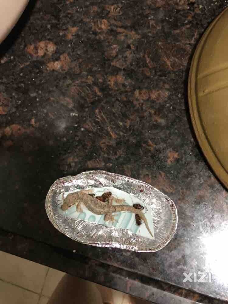 用食用油解救被粘住的壁虎。有效哦