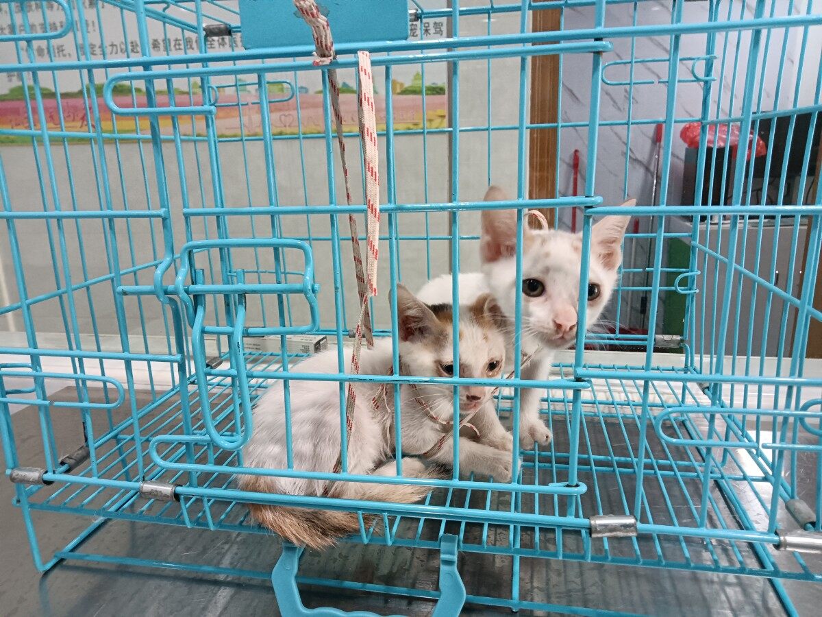 一只小奶牛猫,两只黄尾巴猫接受免费领养