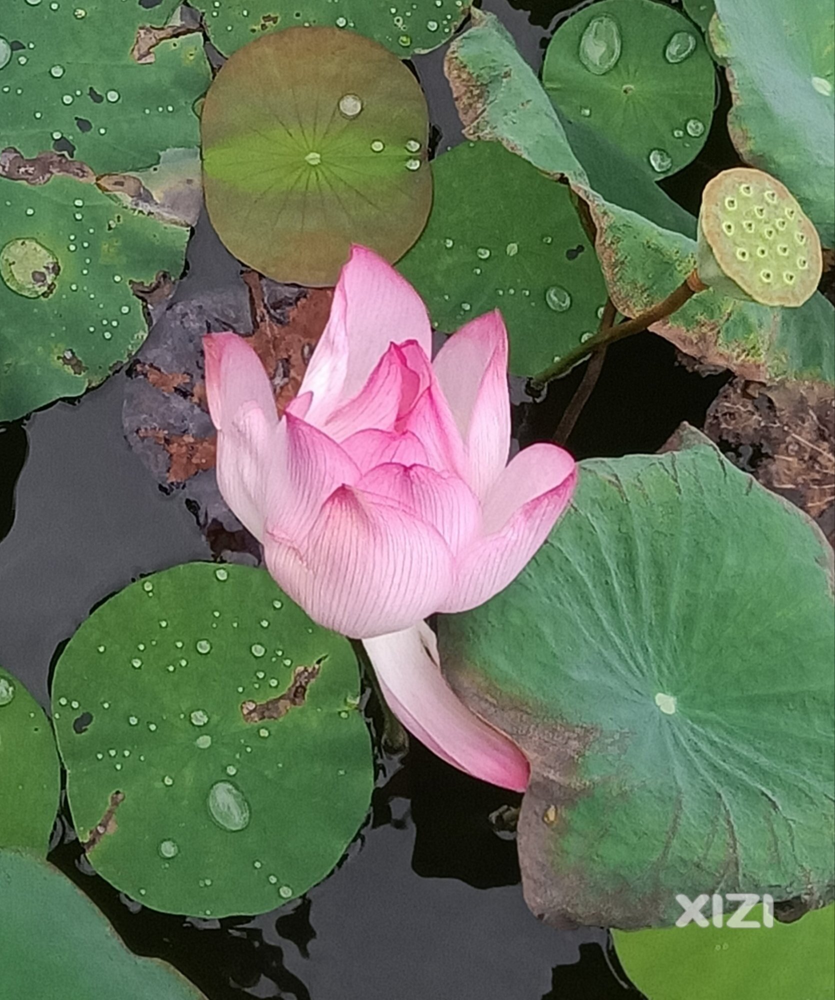 荷花