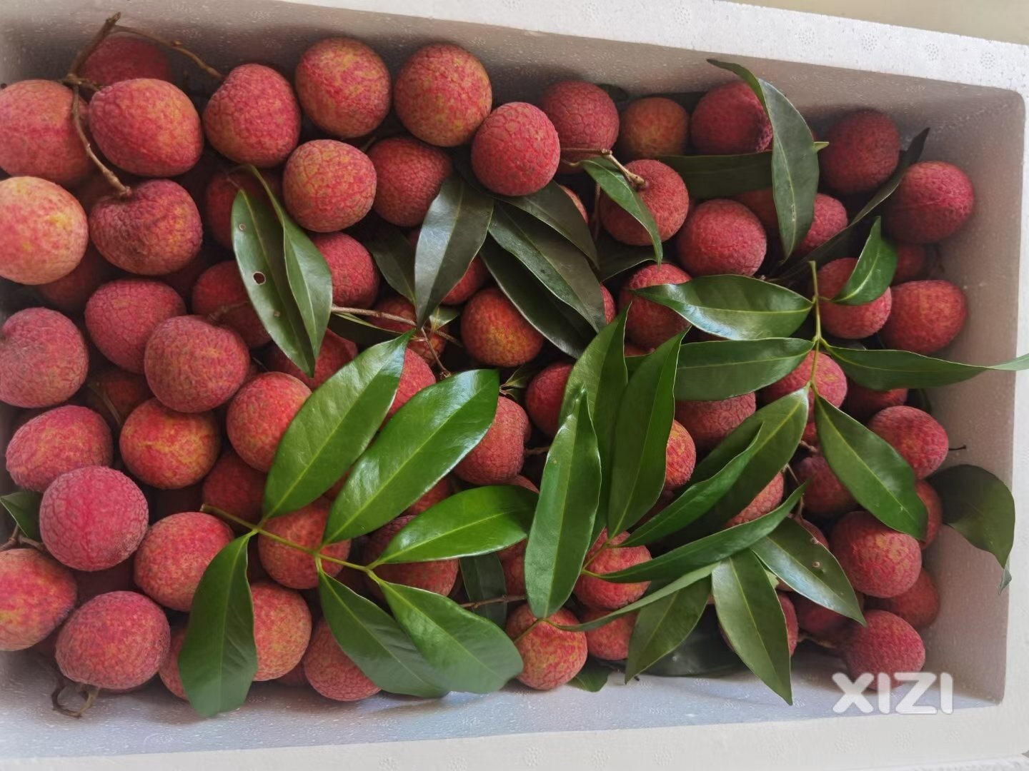 来几张荔枝精品打包图片