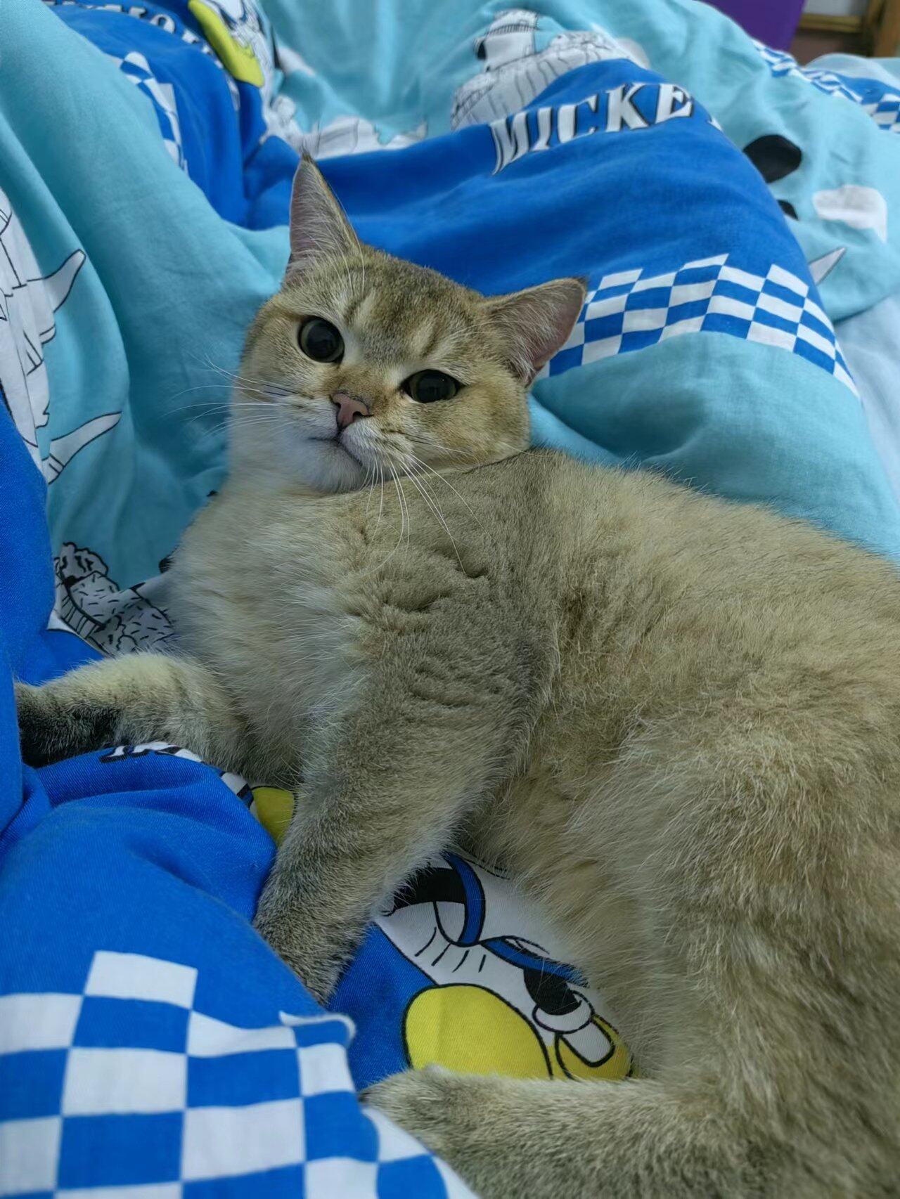 有偿领养金渐层