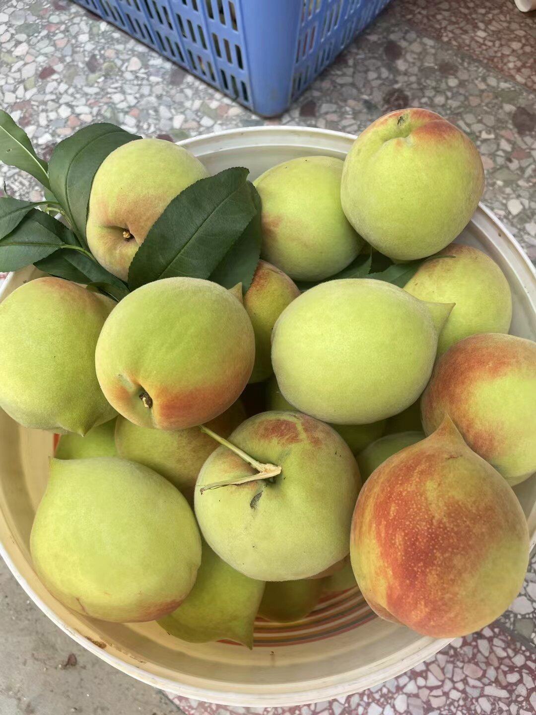 上坪鹰嘴桃