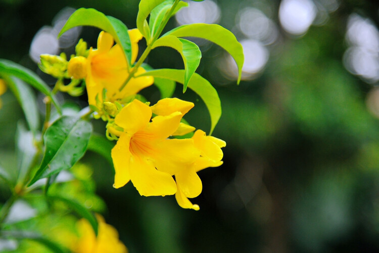 黄蝉花