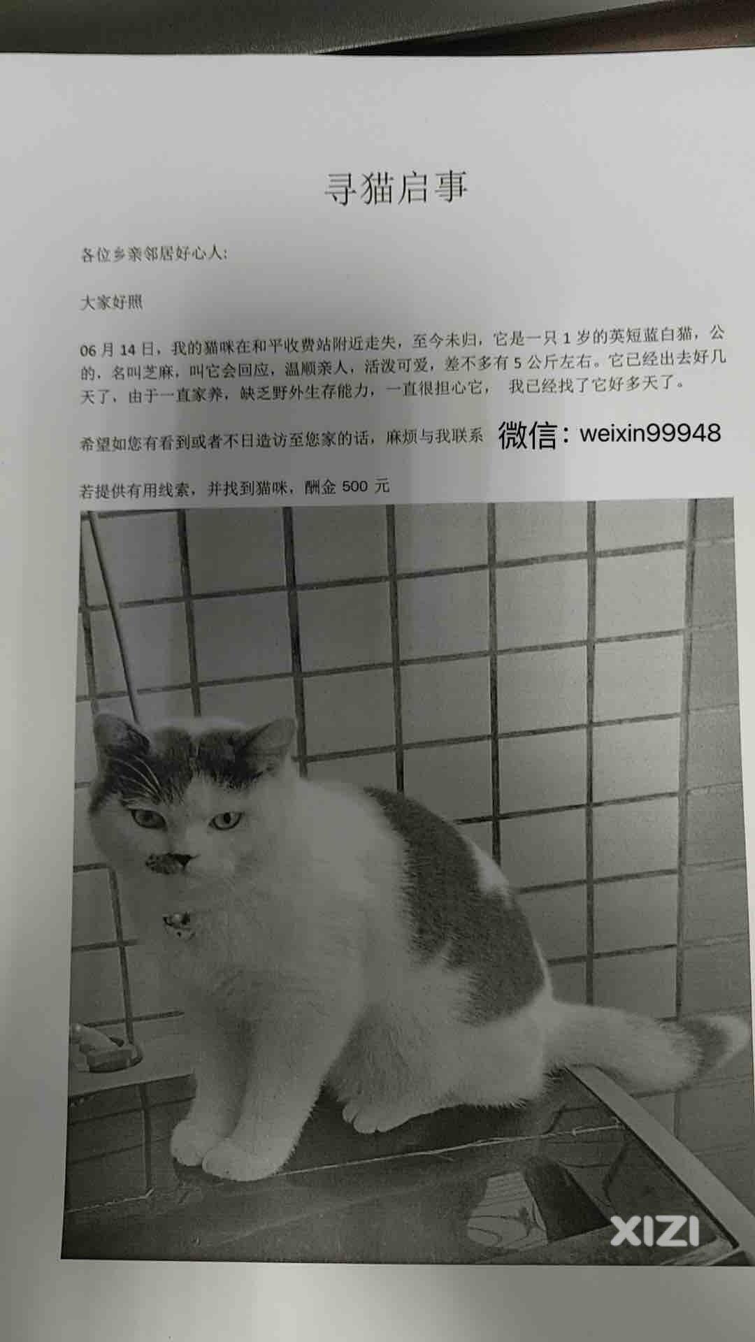 寻猫启事