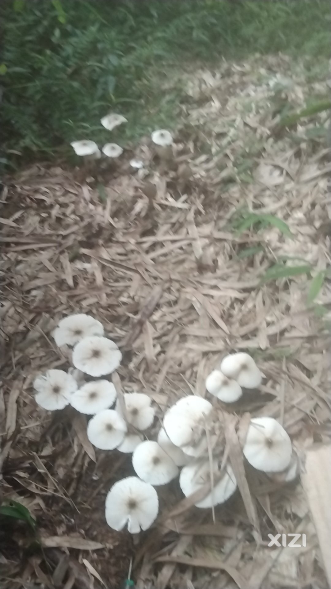 天气很热，很多蘑菇。