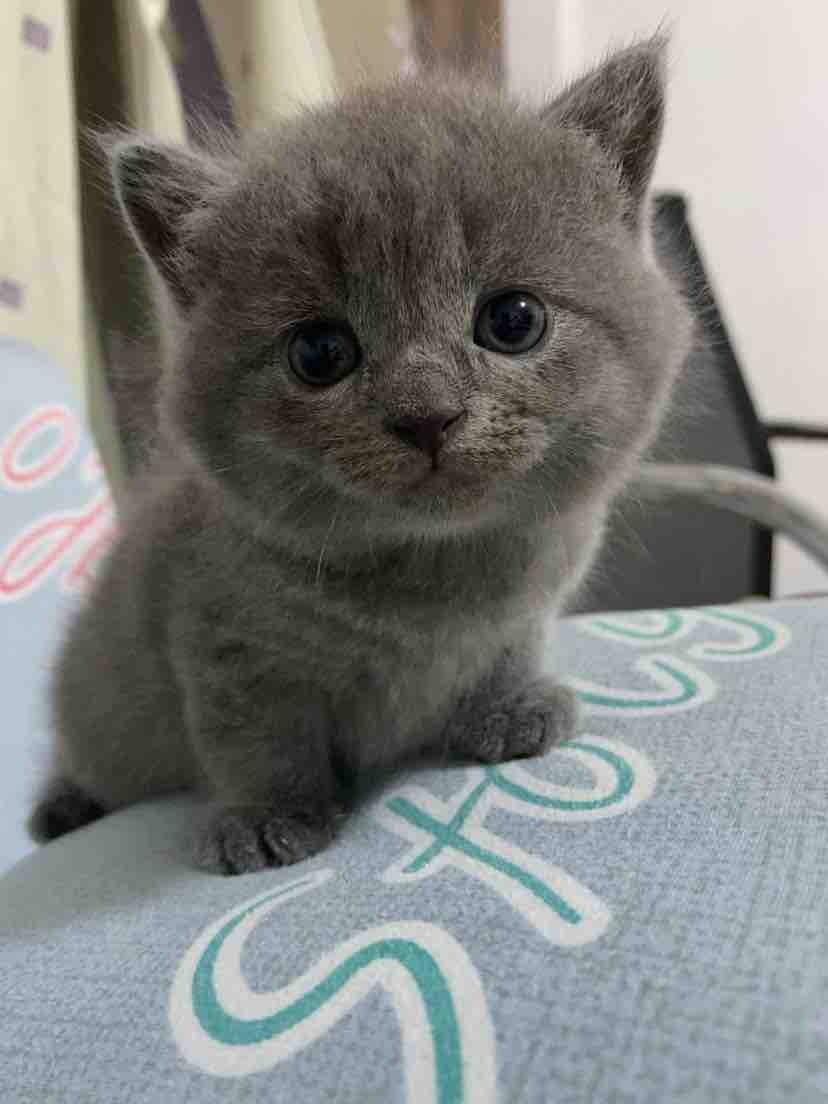 家养小蓝猫找新主人