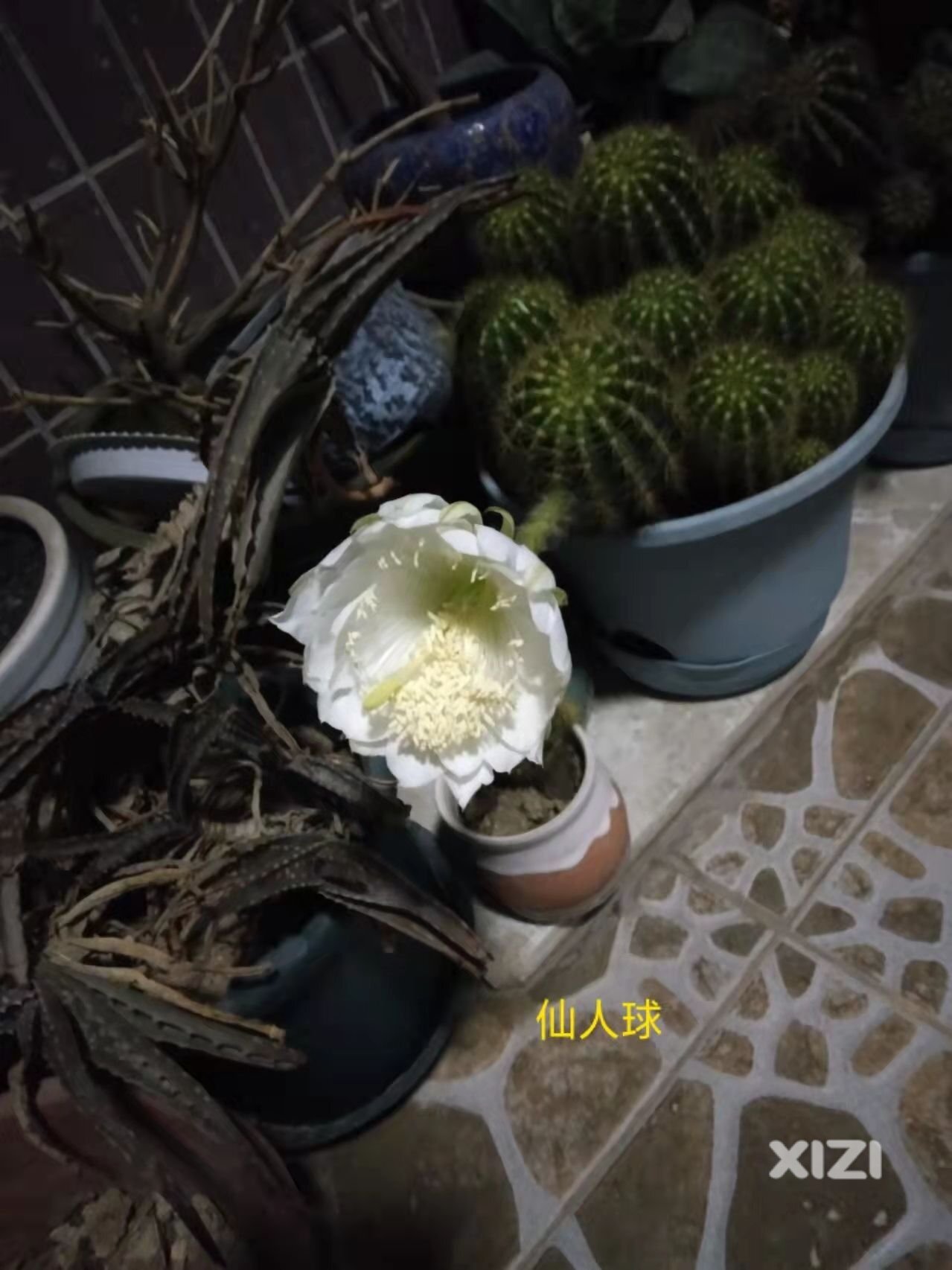 仙人球