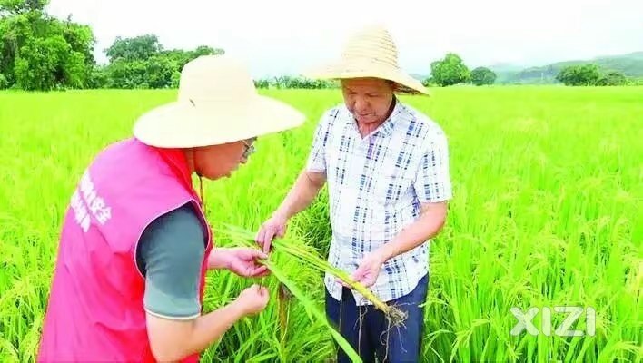 惠东：农技专家送技到田间地头